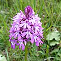 Orchis pyramidal...