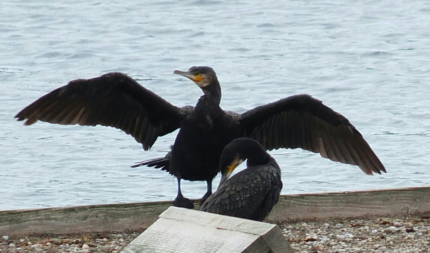 Grand Cormoran Martine Fait Des Photos