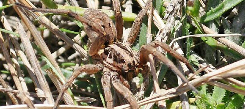 Hogna-radiata