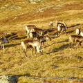 17-10-08 Sortie Montagne et rennes (126)