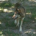 Loup gris - Canis Lupus Lupus (1)