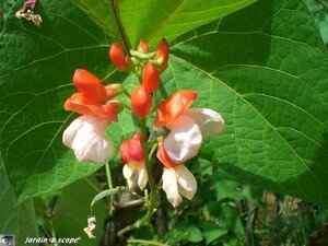 6377_Fleur_orange