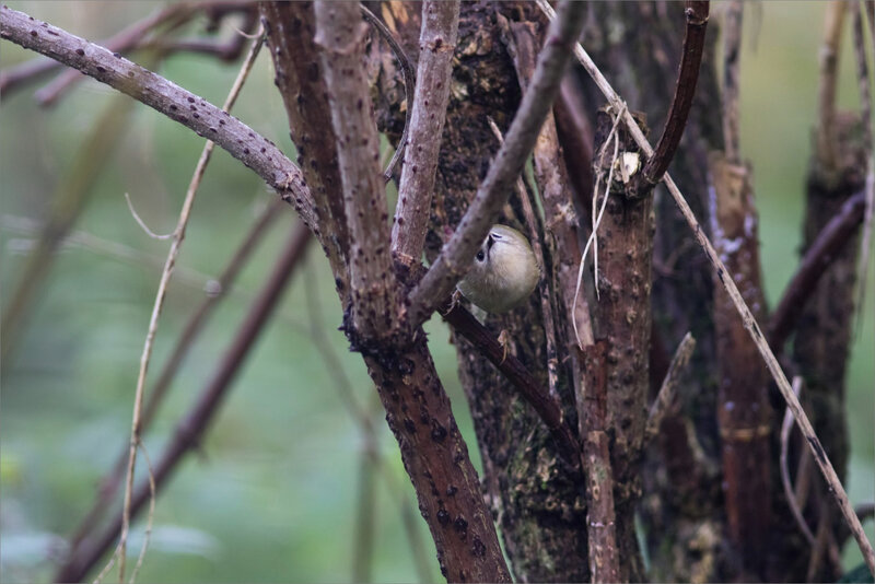 Oiseau roitelet huppé 1 251219