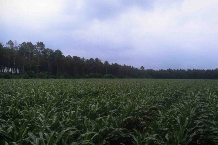 champ-de-mais-dans-les-landes-1881524921-946163