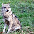 Loup gris d'Europe - Canis lupus lupus (5)