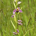 ophrys apifera