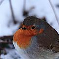 Rougegorge, Erithacus rubecula