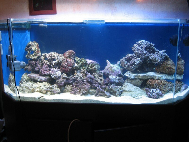 Ajout des pierres vivantes en aquarium récifal par Mr Récif Captif