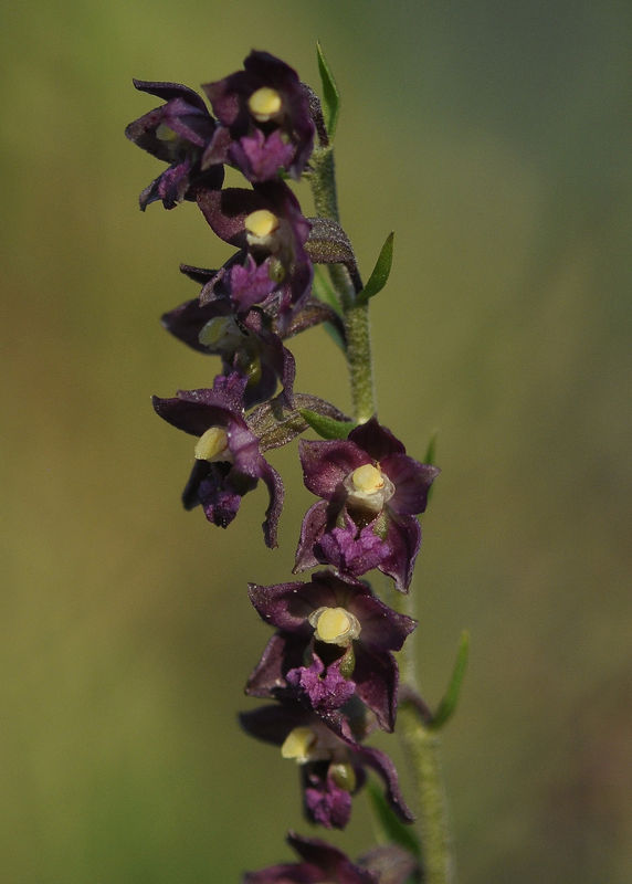 _DSC0501_Epipactis_atrorubens