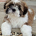 Chiot chien shih tzu male ou femelle a vendre a adopter 34 30 montpellier lunel herault gard.