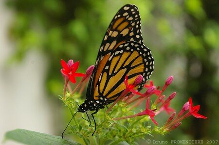 papillon_8