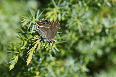 2009_06_22_012_copie