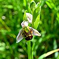 ophrys abeille, ophrys apifera...