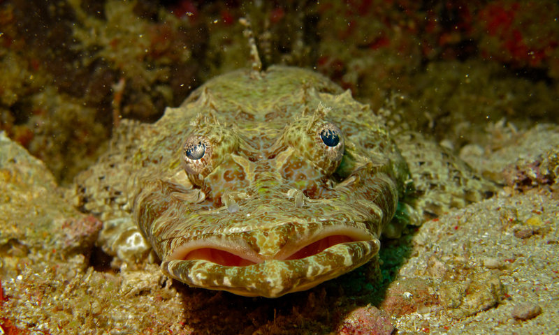 Crocodile_Fish_(Cymbacephalus_beauforti)_(6082657529)