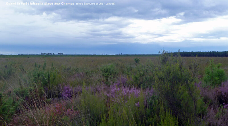 Landes-12
