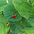 Une coccinelle à ostring