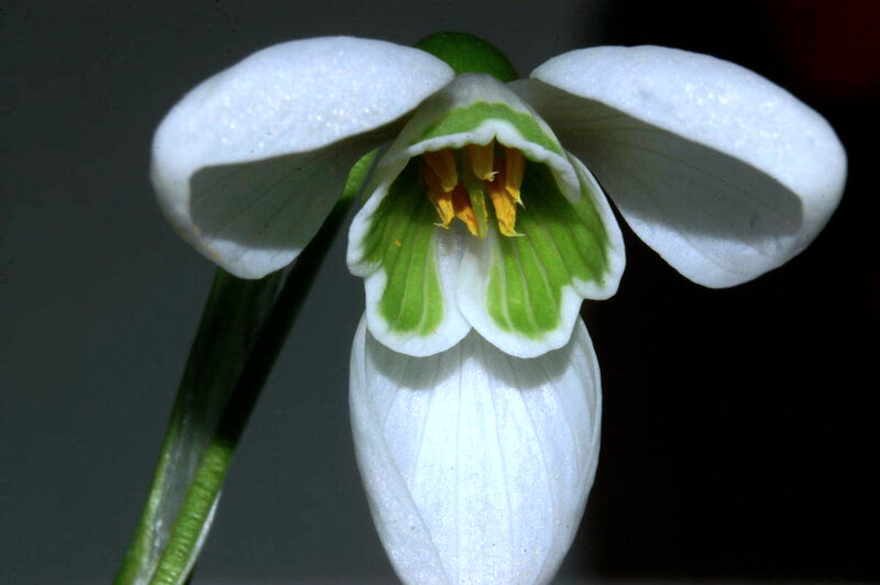 Photo-Galanthus_nivalis_clochette-ouverte