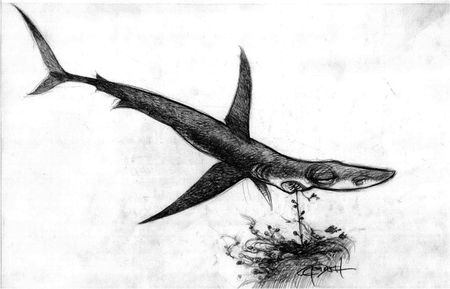 nemo-Shark2-1