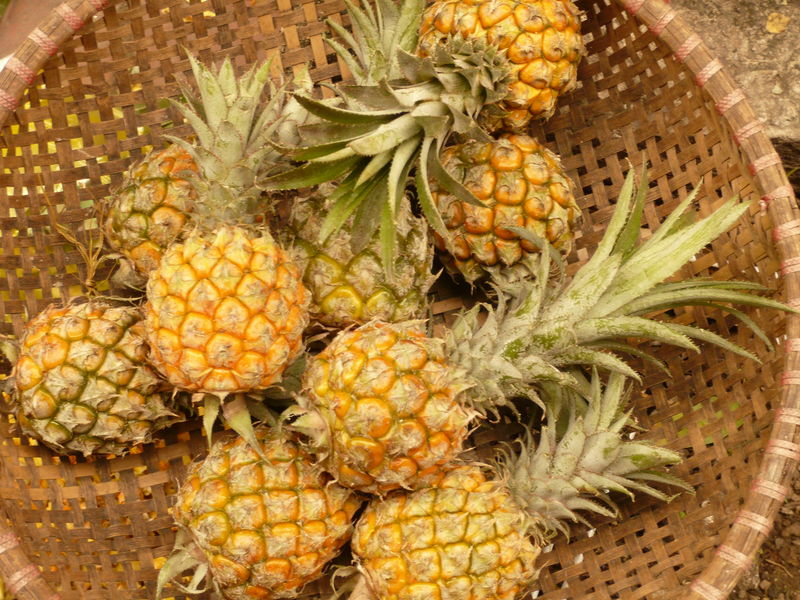 Mini ananas