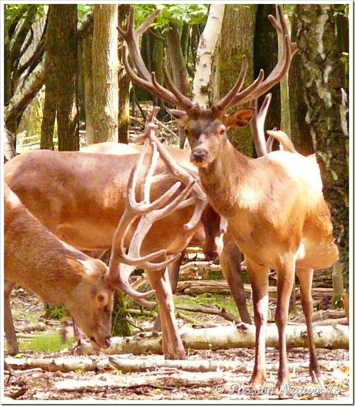 rencontre avec un cerf