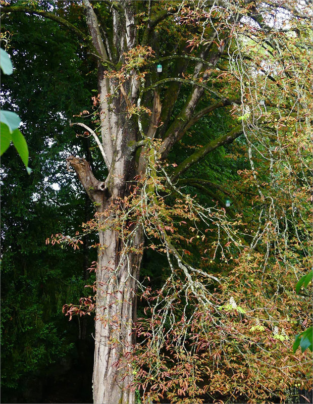 arbre piège frelon 1 150822