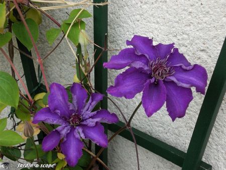 clematis_the_president