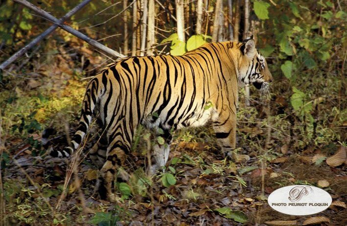 TIGRE_INDIEN_Panthera_tigris_tigris_Inde_