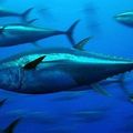 La petition d' avaaz pour sauver le thon rouge de la mediterranee