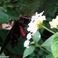 Parides photinus • Papilionidae • Costa Rica
