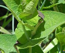 aristoloche5
