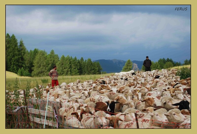 Troupeau moutons et bergers dans les estives photo Ferus