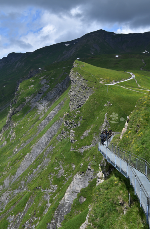 Suisse, Grindelwald First Cliff Walk_8