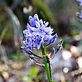 Scille lis-jacinthe (scilla lilio-hyacinthus)