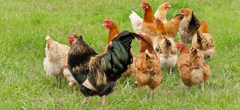 poule