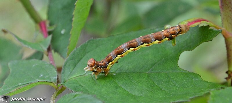 Chenille de l'Hibernie défeuillante (Erannis defoliaria)