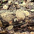 DSCF6175