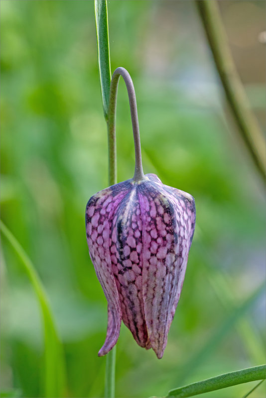 Galuchet fritillaire 1 260322
