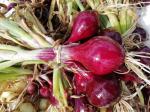 oignons rouges botte