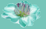 naturo lotus1