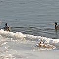 Canards sur la glace au bord de la Loire (12 Février 2012)