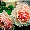 Flore (La rose)