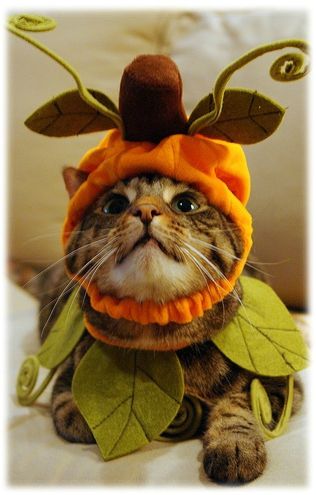 citrouille chat