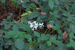 Fleur_de_Ronce_Samhain