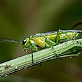 rhogogaster viridis