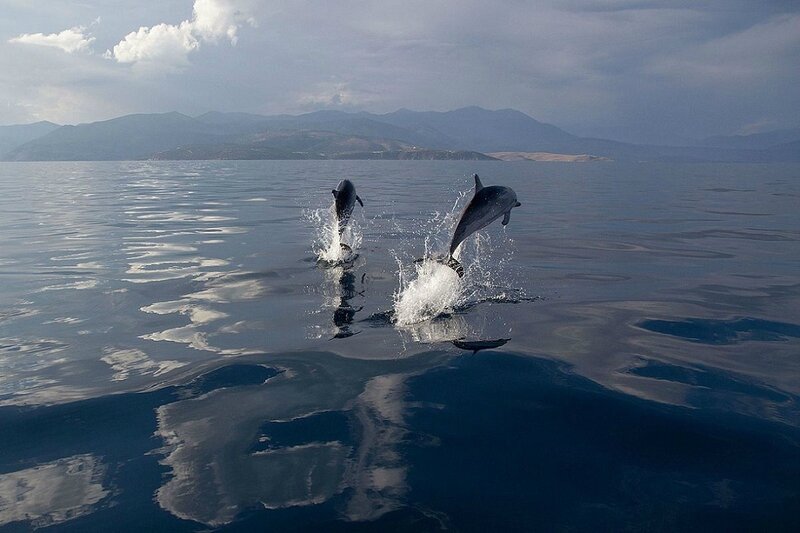 DAUPHINS BLEUS ET BLANCS DANS LES EAUX GRECQUES