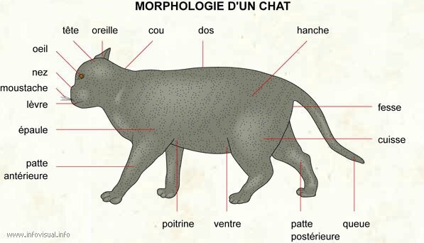 Morphologie Du Chat Mon Animal Et Moi