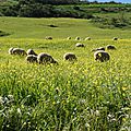 Mouton