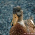 Canard islandais très curieux.