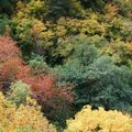 C'est l'Automne à Berthemon les Bains (06)