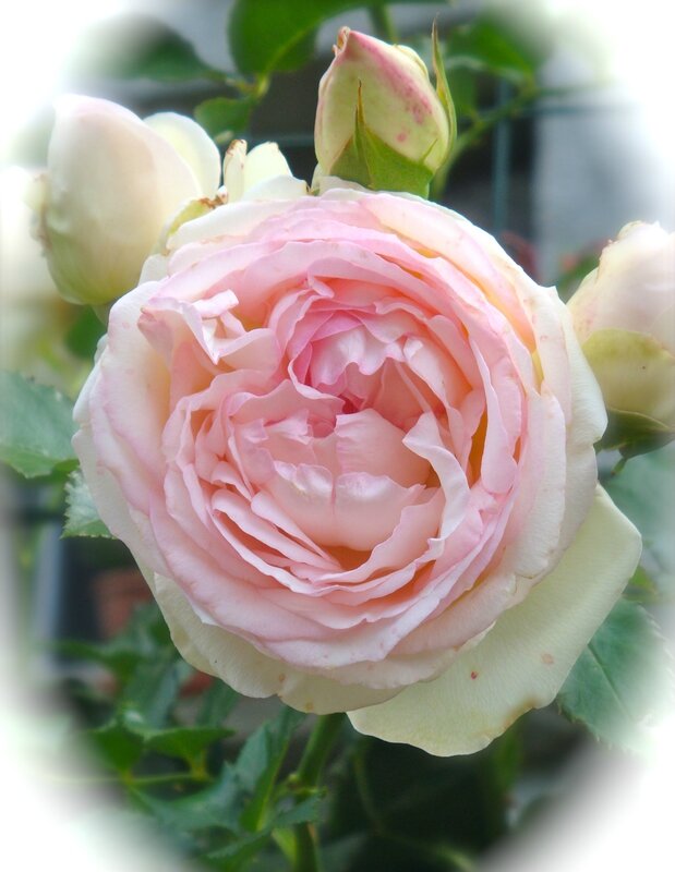 rose ariège